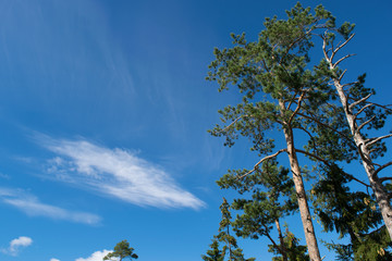Blue sky and trees in Norway