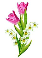 spring flowers tulips isolated on white background