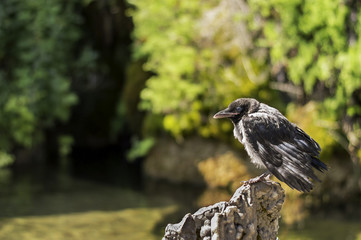 Old and sick small crow standing on a rock in a pond
