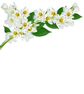 branch of jasmine flowers isolated on white background. snowdrop