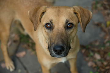 Веселый, верный и добрый четвероногий друг