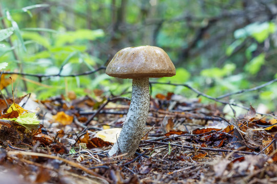 Mushroom, Leccinum scabrum, commonly known as the rough-stemmed bolete, scaber stalk, and birch bolete in forest in the ground