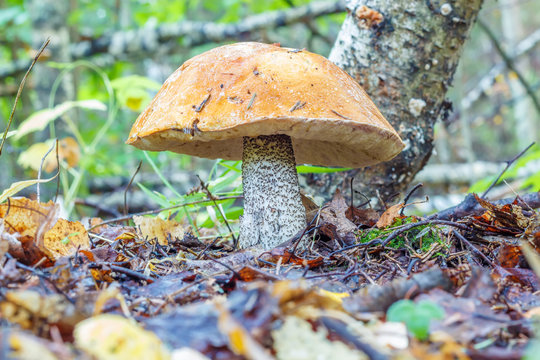 Mushroom Leccinum versipelle, also known as Boletus testaceoscaber or the Orange Birch Bolete, in forest in the ground