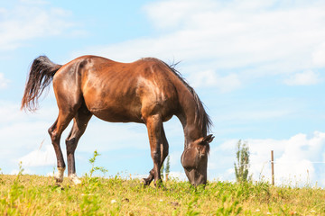 Obraz premium Majestic graceful brown horse in meadow.