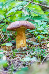 Mushroom Imleria badia, commonly known as the bay bolete  in forest in the ground
