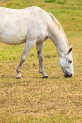 Naklejka na ściany i meble Majestic graceful white horse in meadow.