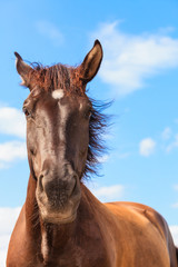 Closeup majestic graceful brown horse against sky