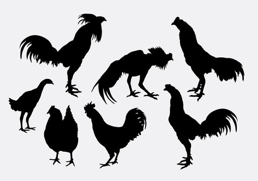 Rooster, cock, and hen silhouettes