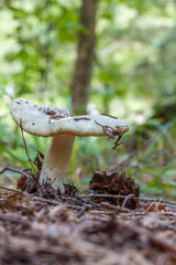 Mushroom Russula aeruginea, also known as the grass-green Russula, the tacky green Russula, or the green Russula in forest in the ground