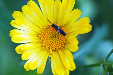Yellow Bud