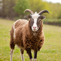 A brown sheep on the farm, square