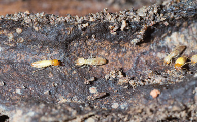 termite