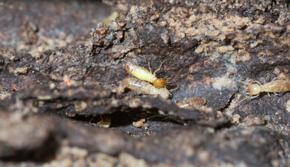 termite