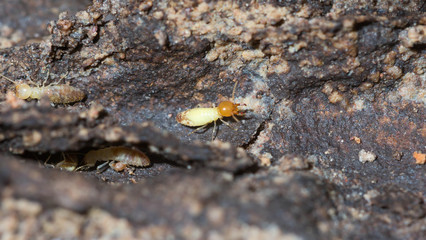 termite