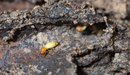 termite