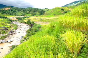 Fototapeta na wymiar Rice terraces in the middle of Vietnam, Ngoc Linh, Kontum province. The village is in a valley among the rice terraces. 
