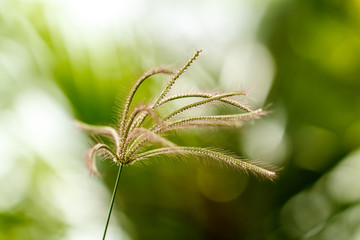 Grass flower