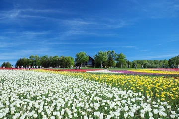 Poster de jardin Tulipe 絶景のチューリップ畑