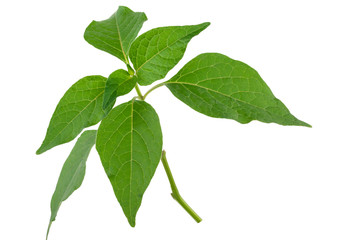 Physalis alkekeng. Green branch