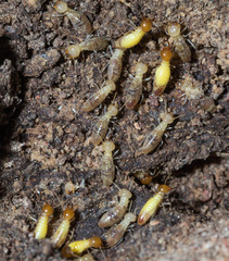 termite