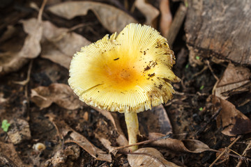 Edible mushrooms