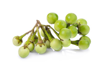 turkey berry isolated in white background