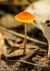 Orange poisonous mushrooms