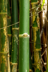 Obraz premium green bamboo background