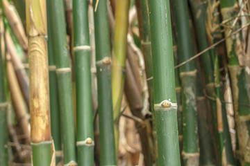 Fototapeta premium green bamboo background