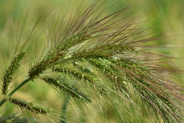 ケイヌビエ（毛犬稗）／山形県の庄内地方で、稲刈り前の稲穂の中にケイヌビエが生えてしまった田園風景を撮影した写真です。あるべき姿としては、稲刈り前の除草作業できちんとヒエを刈らなければならないもので、あまり好ましくない稲作風景の事例になります。
