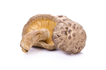 Shiitake mushroom on the White background