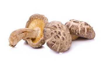 Shiitake mushroom on the White background