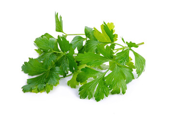 parsley isolated on a white background