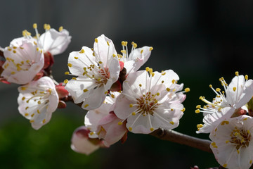 The apricot tree blossom on dark background.