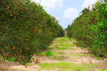 Fototapeta na wymiar Rows of Florida orange trees in an orange grove on a beautiful fall morning showing the trees full of ripe juicy oranges.