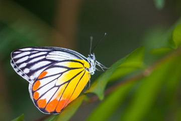 Yellow red butterfly (Painted Jezebel).