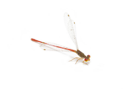 Little colorful dragonfly isolated on white background.