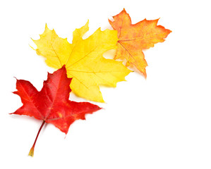Set collection colorful autumn fall leaves