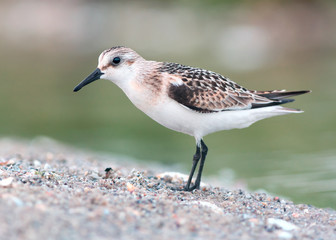 Sanderling