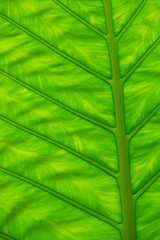 green leaf
