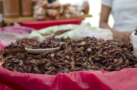 Chapulines 