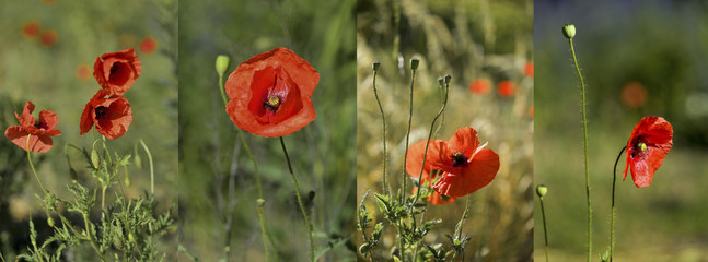 meadow of blooming red poppies - colage