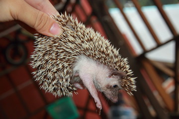 Hedgehog
