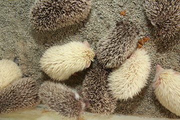 Hedgehogs