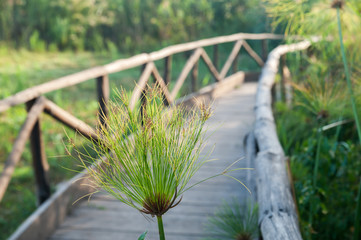 Fototapeta premium Papyrus plants growing close to a wooden path near the spring of the Ciane river natural reserve, Syracuse