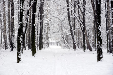  winter forest