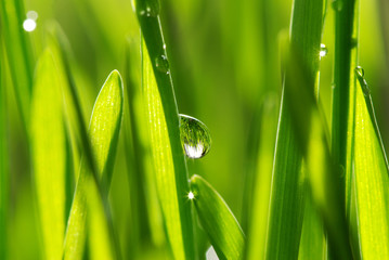  drops on grass
