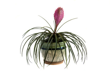 Red flower in a pot