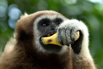 gibbon