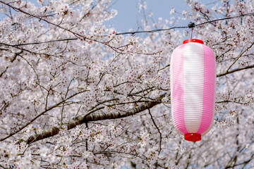 ソメイヨシノの花と提灯